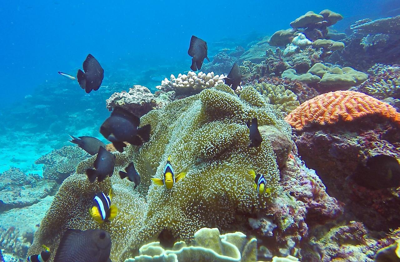 Puri Asu Resort Palau Asu Kültér fotó